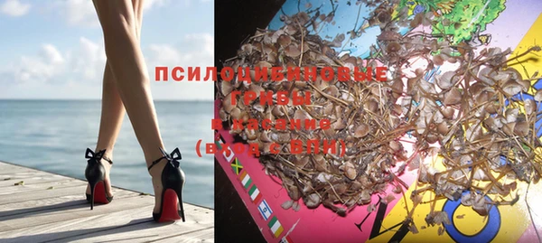 стаф Инта